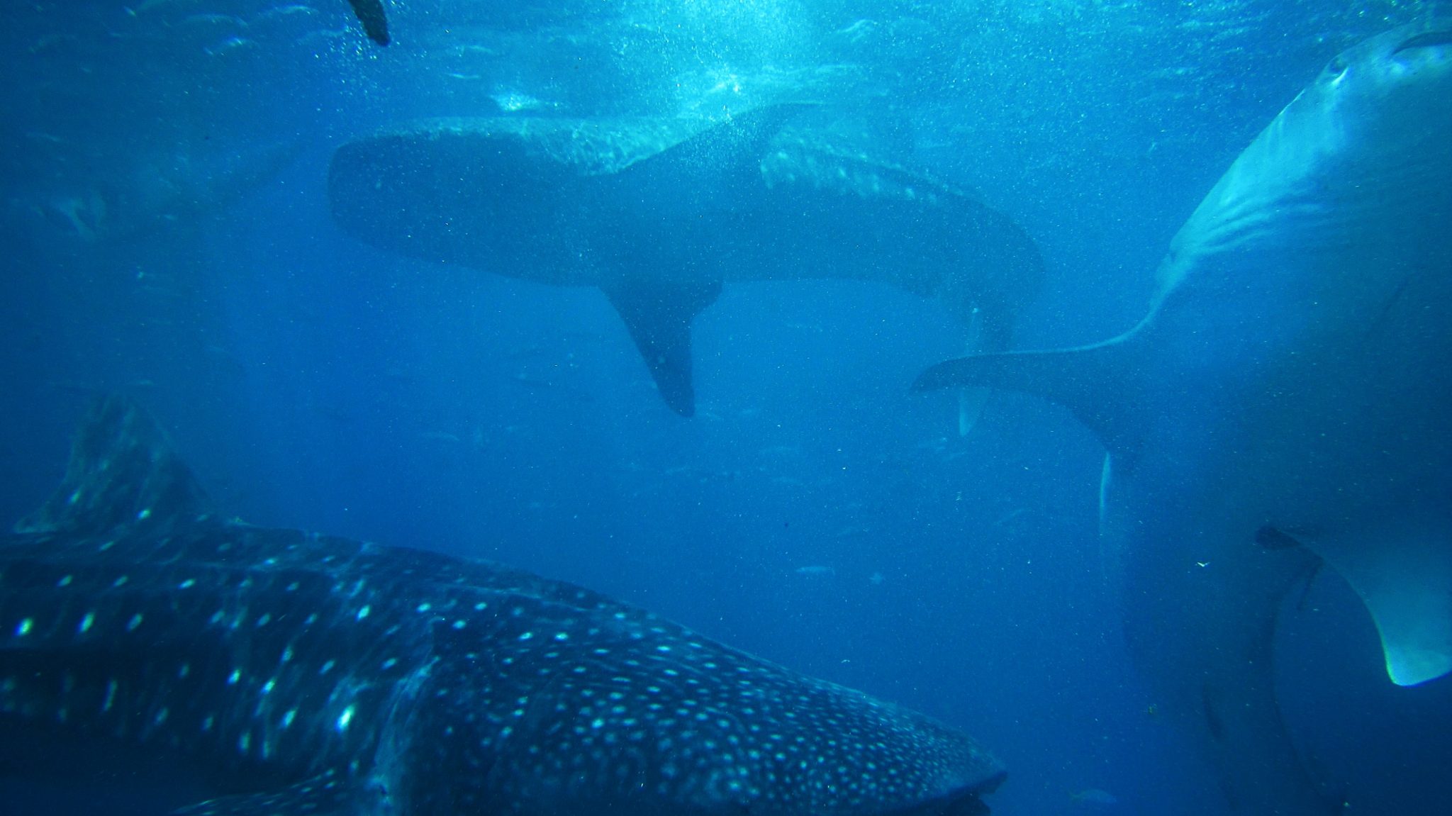 Sharks Swimming